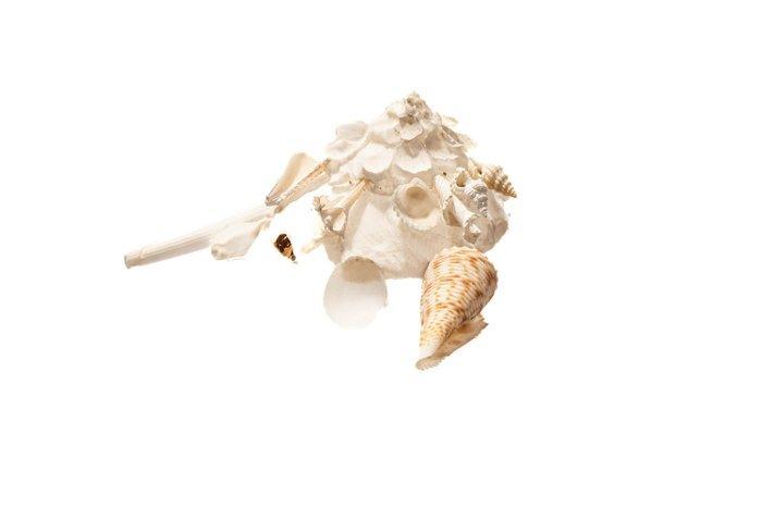 Carrier shell met Conus- en buisschelp – staat 1a –, Antiek en Kunst, Curiosa en Brocante