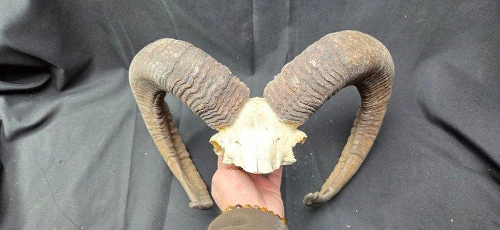 1 trofee: mouflonhoorn-familie - hoorn van een zeer oud, Collections, Collections Animaux