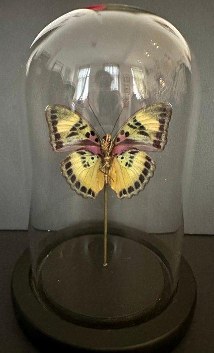 Vlinder Taxidermie volledige montage - Papillon Euphaedra -, Antiek en Kunst, Curiosa en Brocante