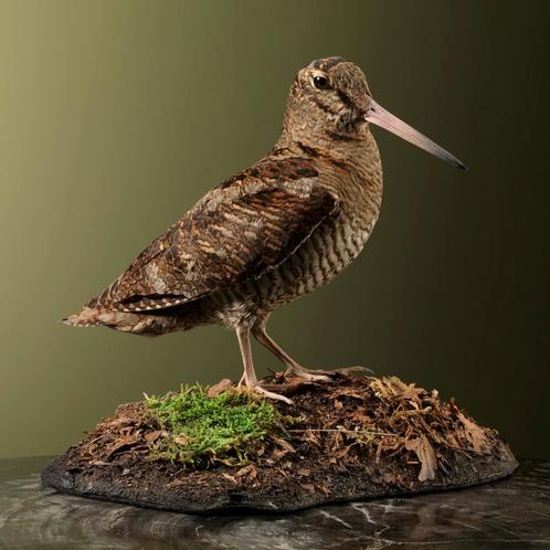 Houtsnip Taxidermie Opgezette Dieren By Max, Collections, Collections Animaux, Enlèvement ou Envoi