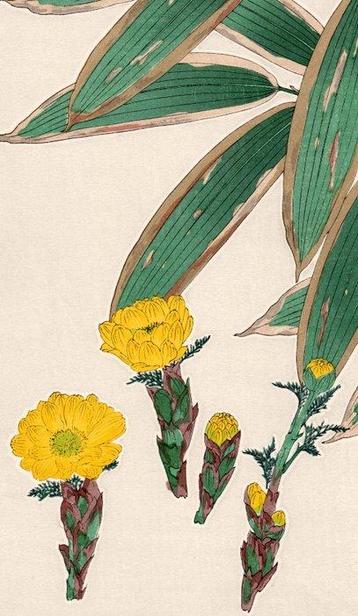 Adone Ramosa - serie: Calendario Floreale del Giappone -