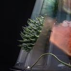 Ursula van de Bunte - Pollywog