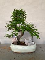 Bonsaï Orme Japonais (Zelkova) - Hauteur (arbre) : 35 cm -