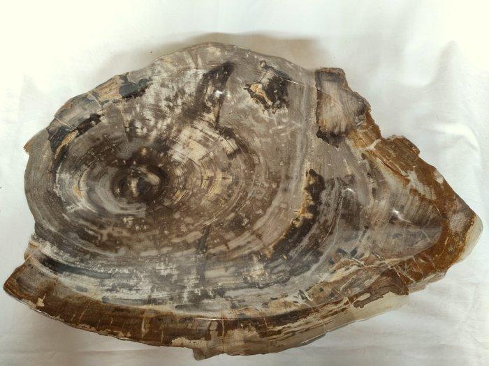 Fossiel hout - Gefossiliseerd hout - Dipterocarpus sp. - 6.5, Antiek en Kunst, Curiosa en Brocante