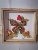 Papillon Support mural pour taxidermie - Atlas Attacus - 30, Nieuw