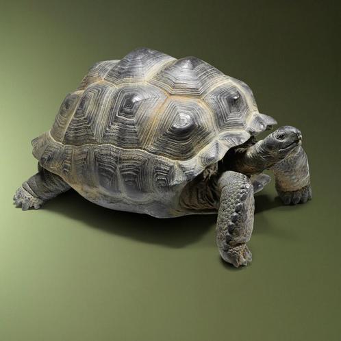 Seychellen Schildpad Replica, Verzamelen, Dierenverzamelingen, Opgezet dier, Nieuw, Wild dier, Ophalen of Verzenden