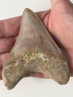 Denture de mégalodon 10,4 cm - Dent fossile - Carcharocles
