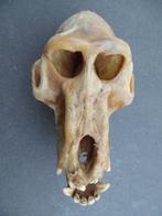 Baviaan Schedel - Papio anubis - with proof of legal origin, Verzamelen, Nieuw