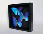Papillon Support de corps entier pour taxidermie - Morpho