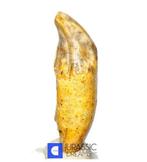 Gem Grade Grote ijstijd grotbear (Ursus spelaeus) voor-tand