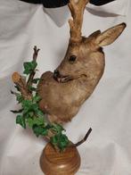 Hert Taxidermie volledige montage - Cervus Capreolus - 75 cm, Antiek en Kunst
