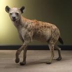 Hyena Taxidermie Opgezette Dieren By Max, Ophalen of Verzenden, Nieuw, Wild dier, Opgezet dier