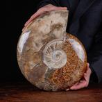 Cleoniceras exclusif polonais - Coquillage fossilisé -