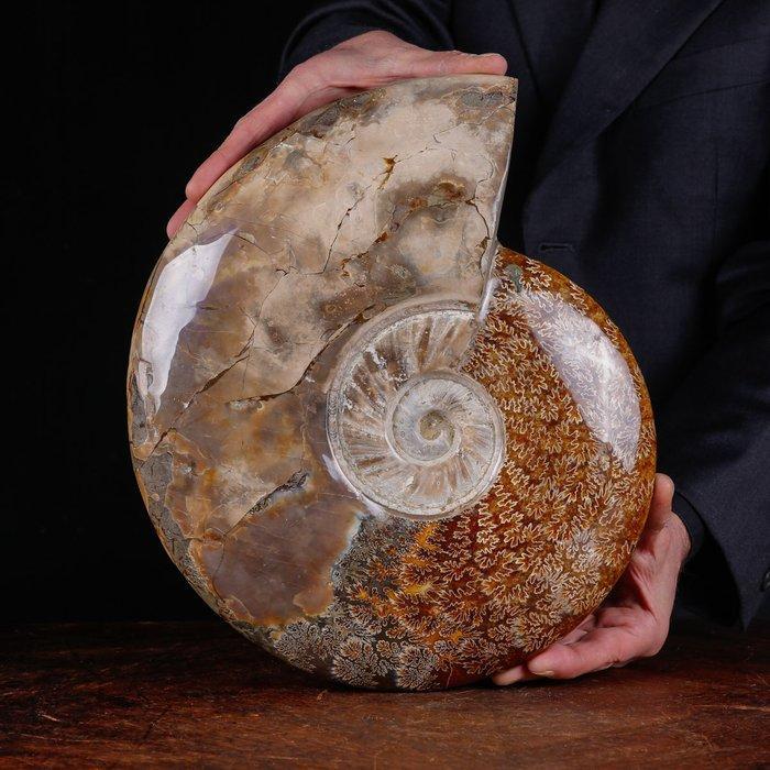 Cleoniceras exclusif polonais - Coquillage fossilisé -, Collections, Minéraux & Fossiles