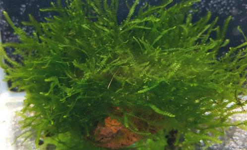 Plagiomnium affine - In Vitro, Dieren en Toebehoren, Vissen | Aquaria en Toebehoren, Nieuw, Verzenden