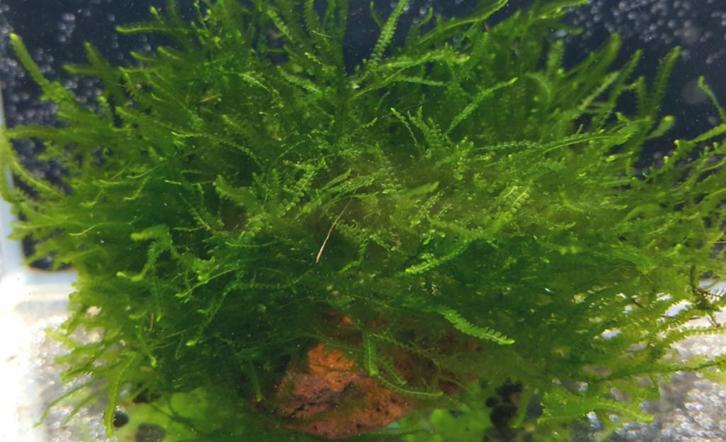 Plagiomnium affine - In Vitro, Dieren en Toebehoren, Vissen | Aquaria en Toebehoren, Nieuw, Verzenden