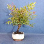 Nandina domestica - Hoogte (boom): 20 cm - Diepte (boom): 31
