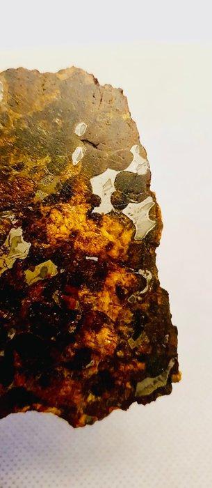 Sericho meteoriet Pallasiet - Hoogte: 77 mm - Breedte: 66 mm, Verzamelen, Mineralen en Fossielen
