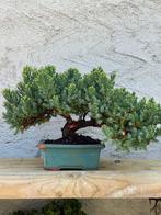 Jeneverbes bonsai (Juniperus) - Hoogte (boom): 17 cm -