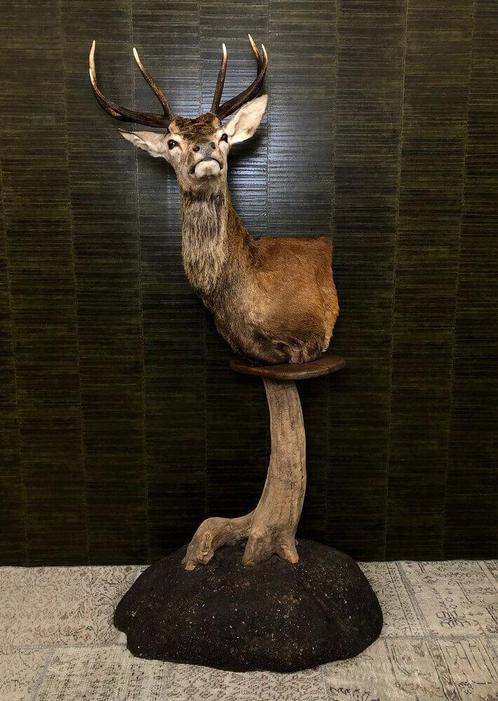 Edelhert op Sokkel Taxidermie Opgezette Dieren By Max, Verzamelen, Dierenverzamelingen, Opgezet dier, Nieuw, Wild dier, Ophalen of Verzenden