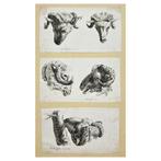 Karel du Jardin (1622–1678) after - Set of 3 Prints - Ram, Nieuw