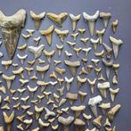 Large collection of mixed Fossil Shark Teeth - Fossiele