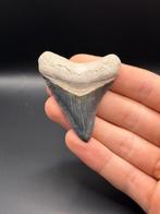 Megalodon - Fossiele tand - CARCHARIAS MEGALODON - 6.3 cm -, Verzamelen