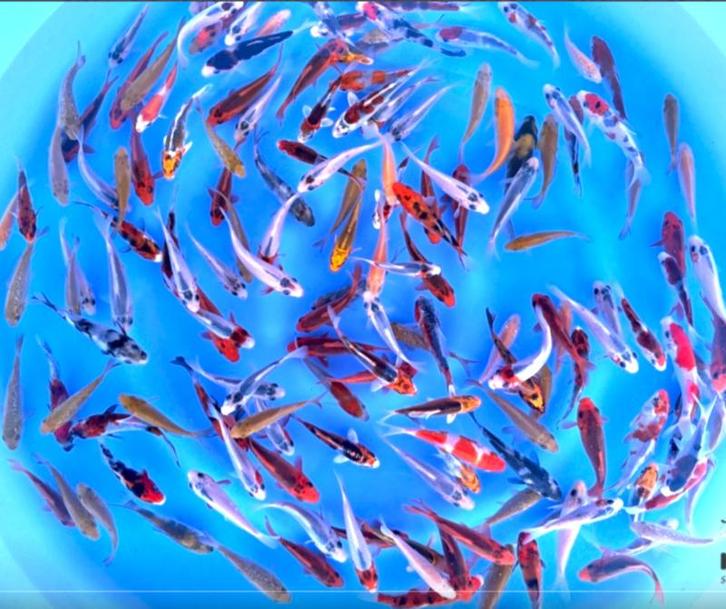 Otsuka  8-10cm (Japanse Koi), Jardin & Terrasse, Étangs, Enlèvement ou Envoi