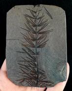 Fossiele plant met uitzonderlijk goed bewaard gebleven!! -