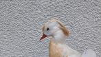 Canard Support de corps entier pour taxidermie - Mandarin