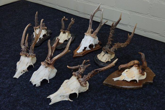 Abnormal Roebuck Schedel - Capreolus capreolus - 0 cm - 0 cm, Verzamelen, Dierenverzamelingen