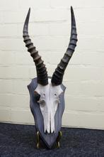 Blesbok Schedel - Damaliscus pygargus phillipsi - 0 cm - 0, Verzamelen, Dierenverzamelingen, Nieuw