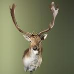 Damhert Taxidermie Opgezette Dieren By Max, Ophalen of Verzenden, Nieuw, Wild dier, Opgezet dier