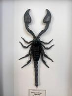 Schorpioen Taxidermie volledige montage - Heterometrus, Nieuw