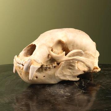Maleise Beer Schedel Taxidermie Opgezette Dieren By Max beschikbaar voor biedingen