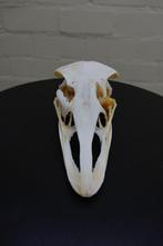 Struisvogel Schedel - Struthio camelus - 0 cm - 19 cm - 10, Nieuw