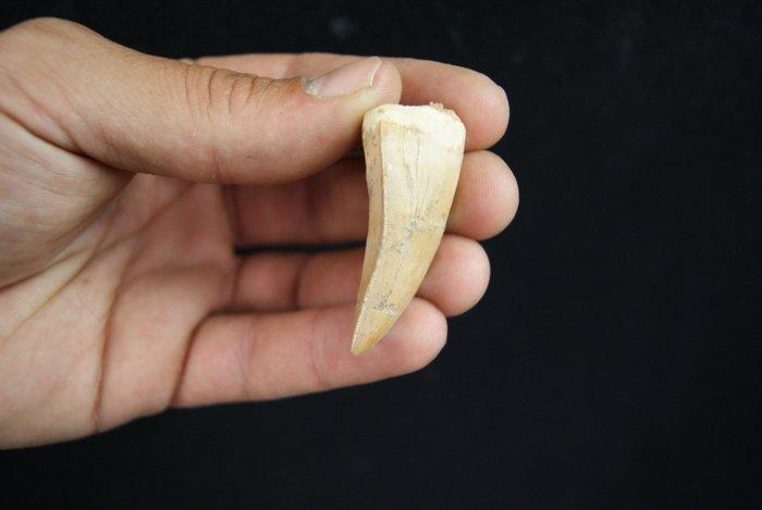 Zeldzame Afrikaanse theropode TOP - Fossiele tand -, Verzamelen, Mineralen en Fossielen