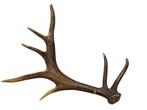 Edelhert Gewei - Cervus Elaphus - 78 cm - 70 cm - 50 cm -, Nieuw