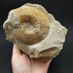 Ammoniet - Gefossiliseerd dier - Olcostephanus atherstoni