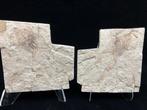 Fossiele matrix - Genibatrachus baoshanensis - 20 cm - 20 cm