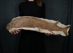 Poisson - Squelette fossile - Impresionante pez fósil de 90, Collections