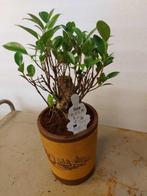 ficus ginseng - Hoogte (boom): 25 cm - Diepte (boom): 20 cm