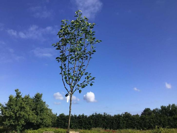 Sierbomen - Pyrus Chanticleer (x5), Jardin & Terrasse, Plantes | Arbres