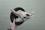 African Warthog Schedel - Phacochoerus africanus - 24 cm -