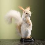 Japanse Lis Eekhoorn Taxidermie Opgezette Dieren By Max, Ophalen of Verzenden, Nieuw, Wild dier, Opgezet dier