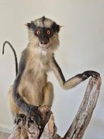 kroonmeerkat Support de corps entier pour taxidermie -, Nieuw