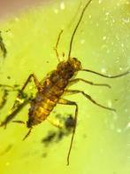 Barnsteen (Zonder minimumprijs), Verzamelen