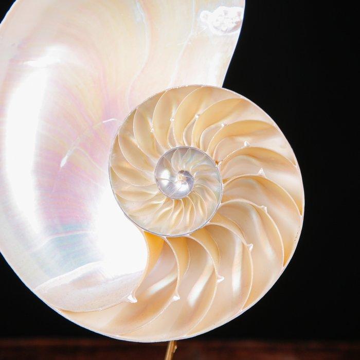 Fibonacci-spiraal - parelmoer nautilus - de spiraal van het, Antiek en Kunst, Curiosa en Brocante