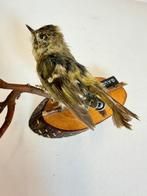 Goldcrest (Vrouwelijk) Taxidermie volledige montage -