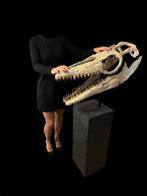Mosasaurus - Fossiele schedel - Thalassotitan Atrox - 145 cm